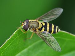 Syrphus ribesii